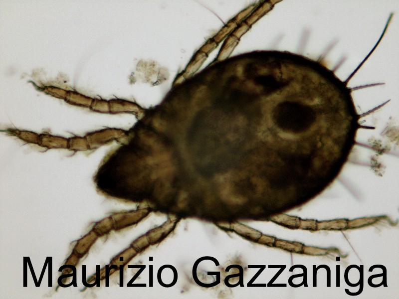 Identificazione artropode?